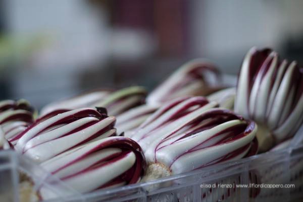radicchio-treviso-12