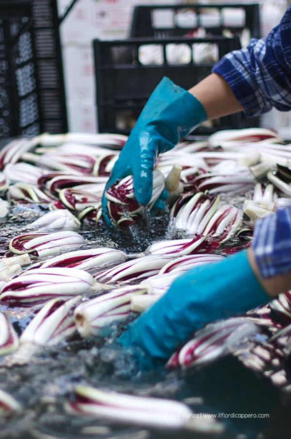radicchio-treviso-6