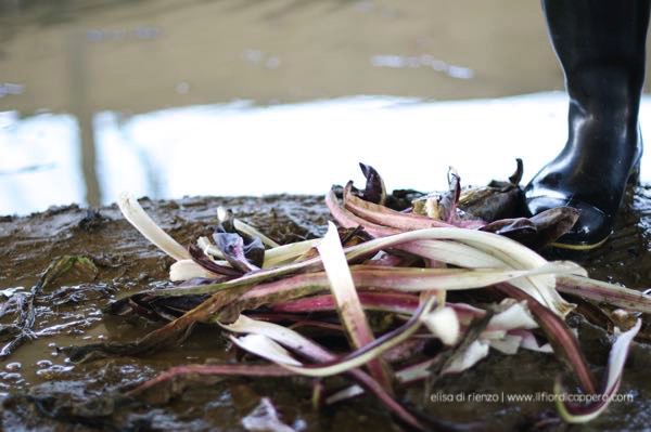 radicchio-treviso-8