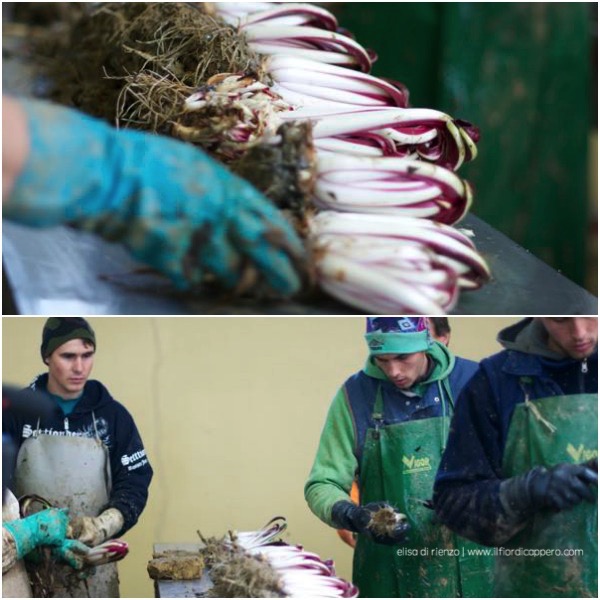 radicchio-treviso-14