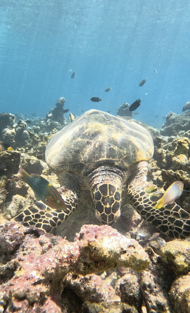 Maldive cosa sapere prima di partire: guida pratica e consigli utili 28 snorkeling maldive