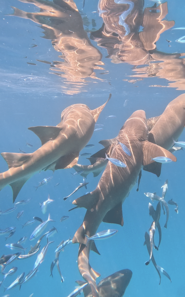 Maldive cosa sapere prima di partire: guida pratica e consigli utili 29 snorkeling maldive
