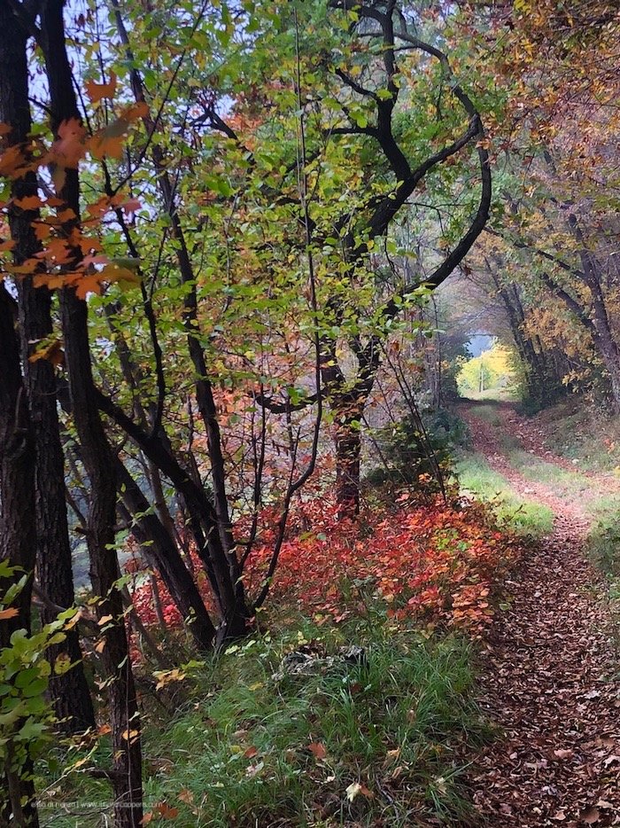 sentiero 81 Colli Berici
