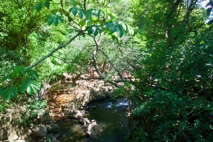 Costa Rica on the road, tra vulcani, oceani e foreste 33 Costa Rica rincon del la veja