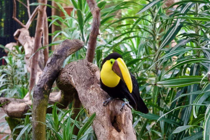 Costa Rica on the road, tra vulcani, oceani e foreste 3 Costa Rica