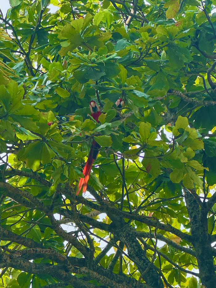 Costa Rica on the road, tra vulcani, oceani e foreste 25 Costa Rica