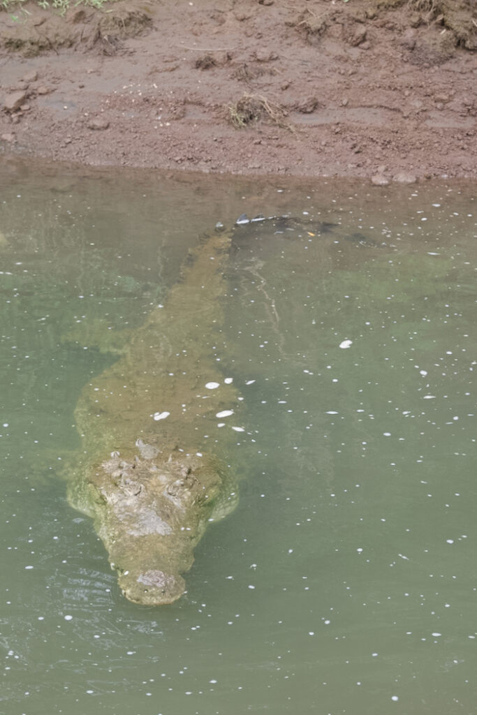 Costa Rica on the road, tra vulcani, oceani e foreste 17 Costa Rica tarcoles