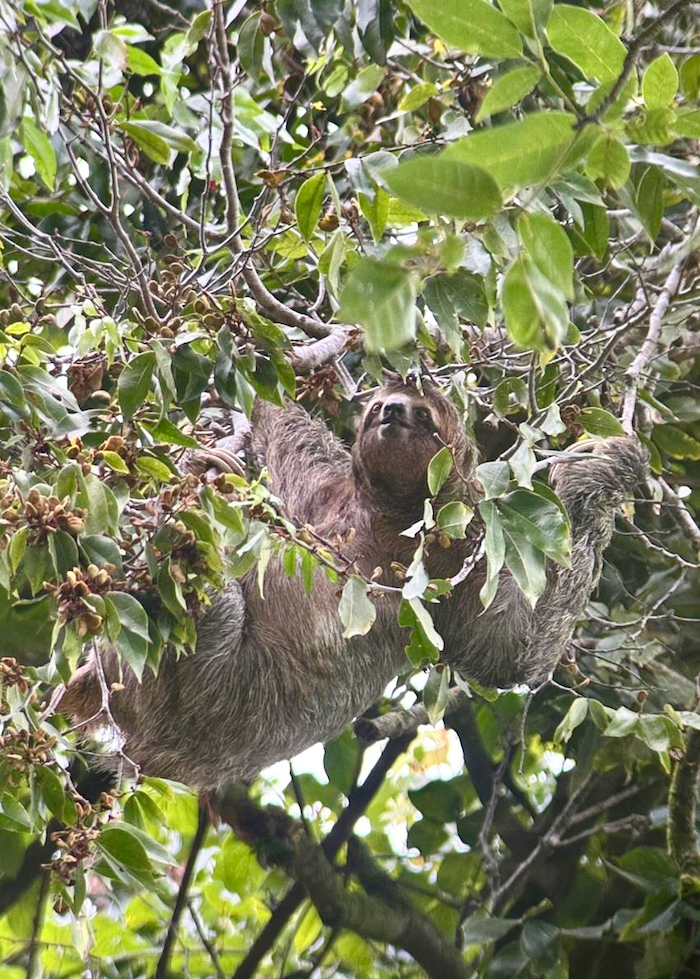 Costa Rica on the road, tra vulcani, oceani e foreste 20 Costa Rica Manuel Antonio
