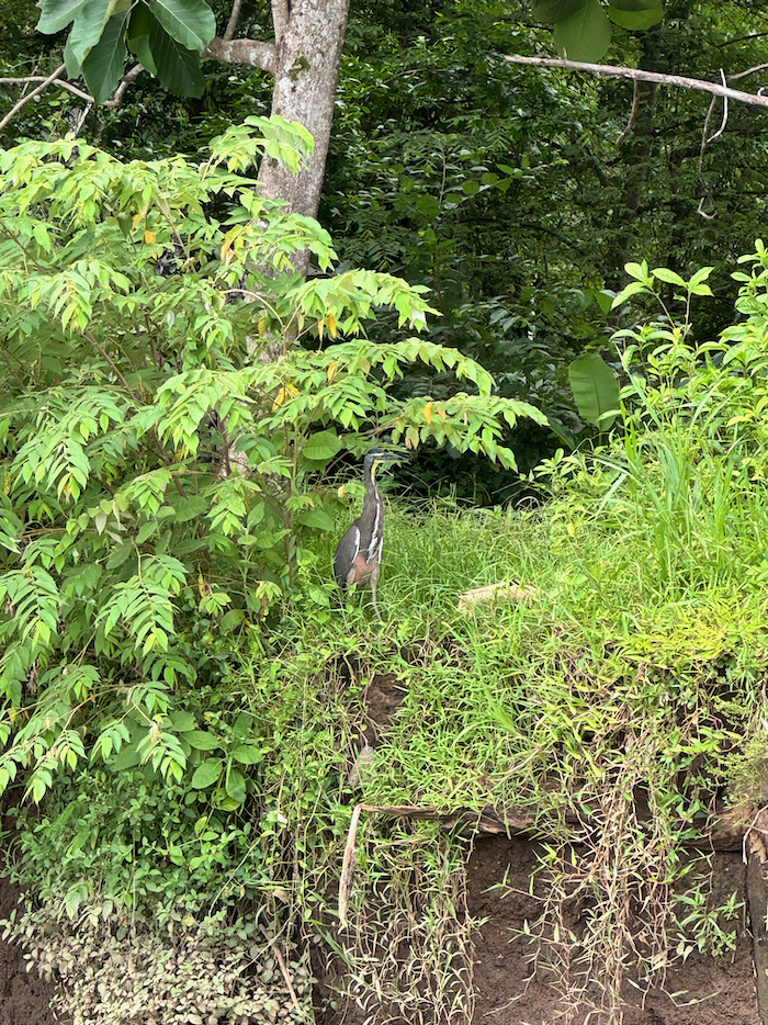 Costa Rica on the road, tra vulcani, oceani e foreste 18 Costa Rica tarcoles