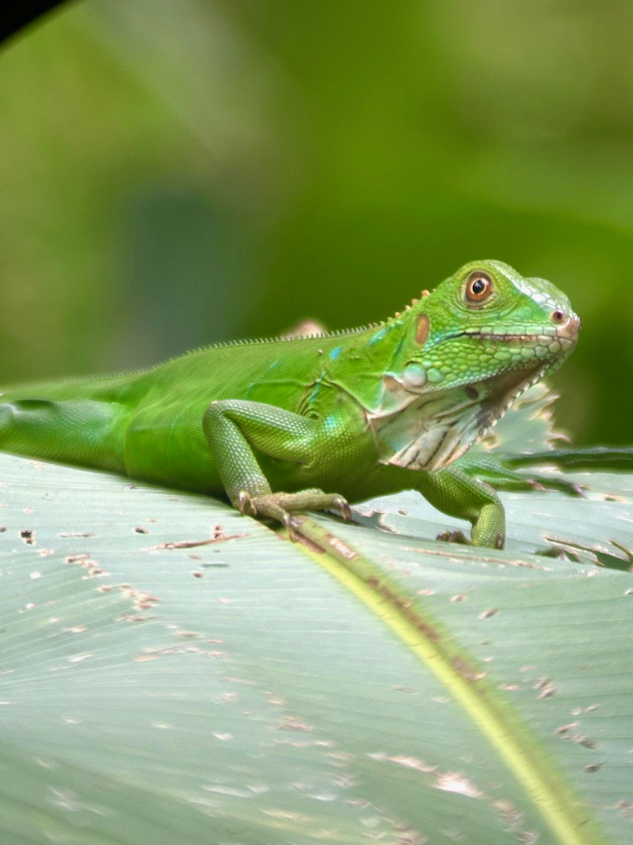 Costa Rica on the road, tra vulcani, oceani e foreste 19 Costa Rica Manuel Antonio