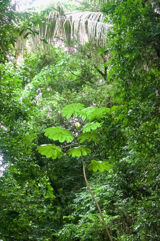 Costa Rica on the road, tra vulcani, oceani e foreste 22 Costa Rica Manuel Antonio