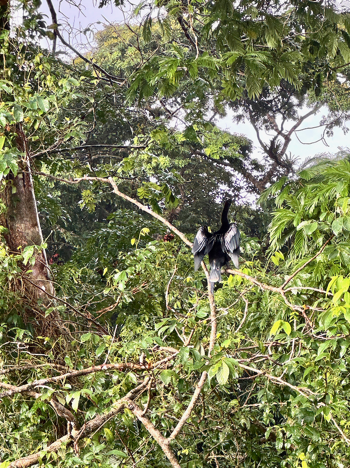 Costa Rica on the road, tra vulcani, oceani e foreste 46 Costa Rica tortuguero