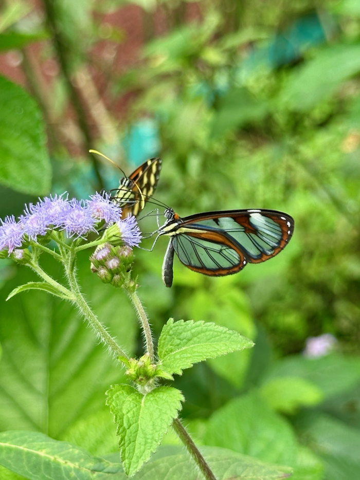Costa Rica on the road, tra vulcani, oceani e foreste 40 Costa Rica Arenal