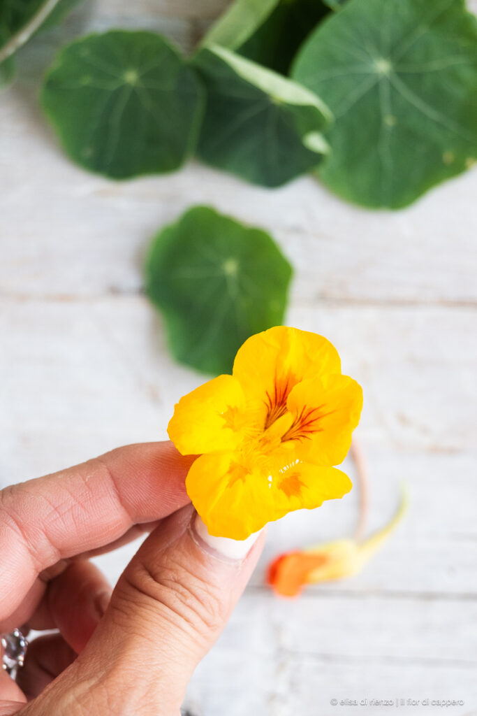 Bruschetta con pesto di nasturzio, un antipasto con fiori eduli 9 nasturzio